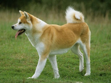 Akita Inu