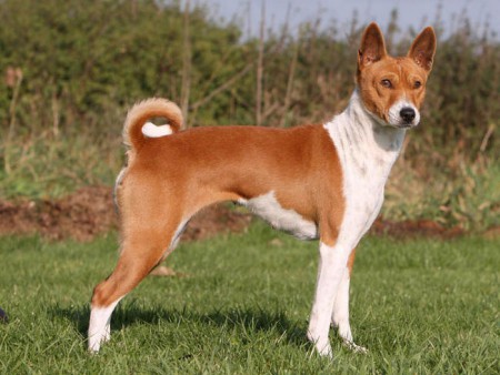 Basenji