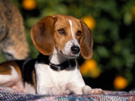 Beagle