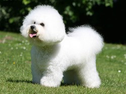 Bichon à poils frisés 