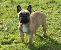 Bouledogue français