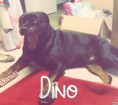 /album/les-amis-de-mon-chien-mon-attache/dino-jpg/