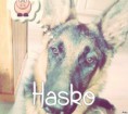/album/les-amis-de-mon-chien-mon-attache/hasko-jpg/