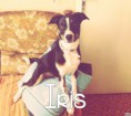 /album/les-amis-de-mon-chien-mon-attache/iris-jpg/