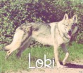 /album/les-amis-de-mon-chien-mon-attache/loki-jpg/