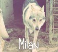 /album/les-amis-de-mon-chien-mon-attache/milan-jpg/