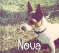 /album/les-amis-de-mon-chien-mon-attache/nova-jpg/