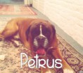 /album/les-amis-de-mon-chien-mon-attache/petrus-jpg/